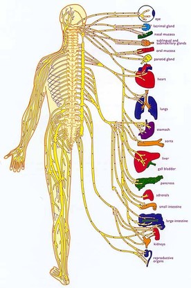 Nervous system pic